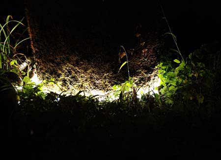 gartenlicht